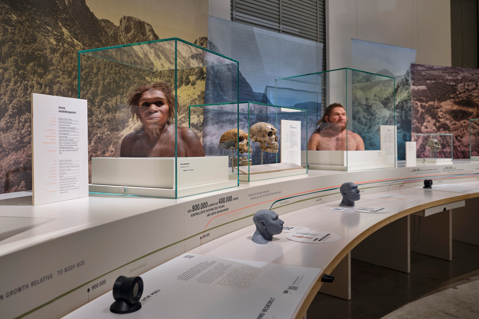 Ausstellung Evolution des Menschen im Staatlichen Museum für Naturkunde Karlsruhe