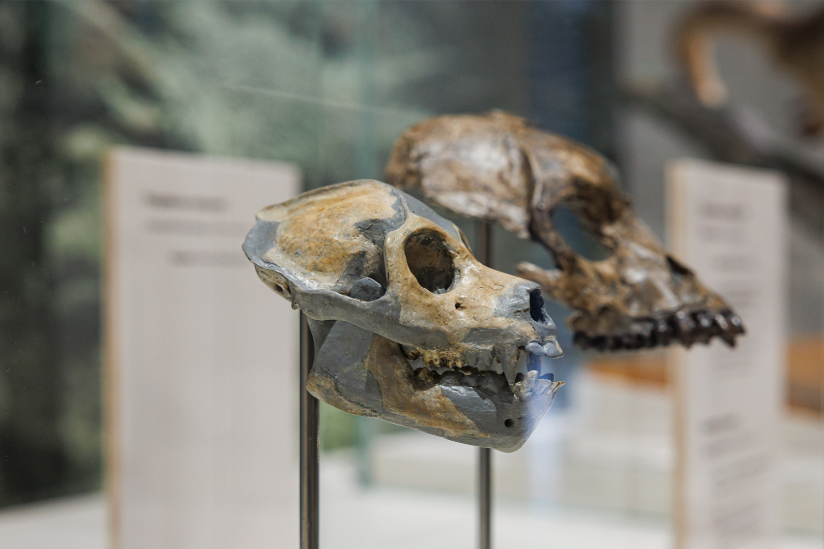 Ausstellung Evolution des Menschen im Staatlichen Museum für Naturkunde Karlsruhe