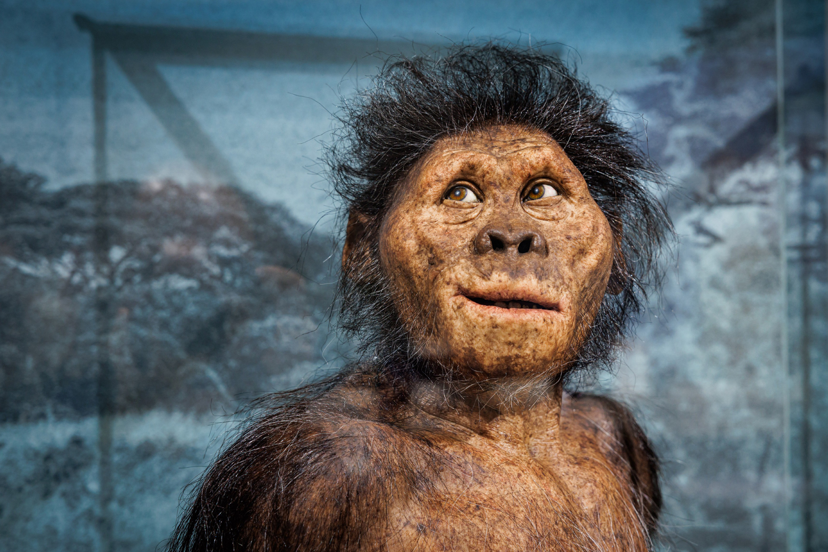 Ausstellung Evolution des Menschen im Staatlichen Museum für Naturkunde Karlsruhe